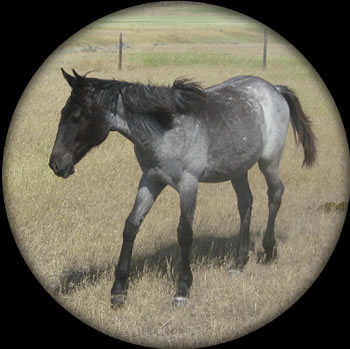 Blue Apache Diamond and Powderrivervalentine, 2008 Blue Roan Mare 